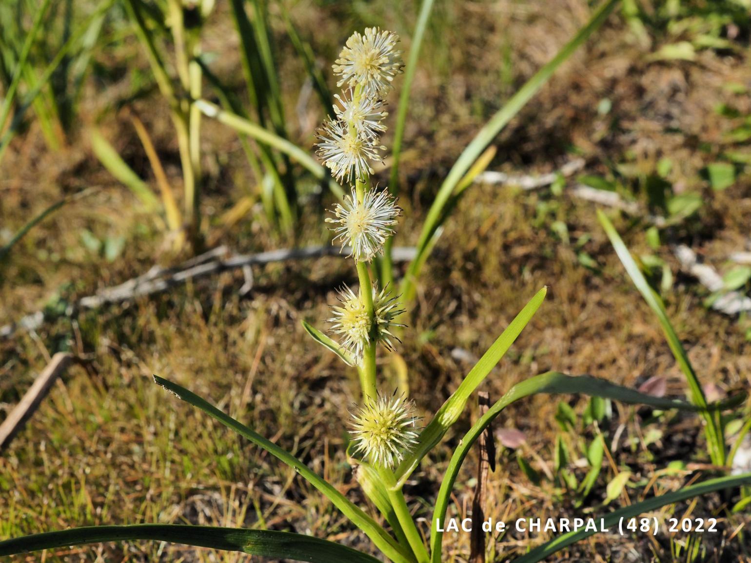 Bur-weed, Unbranched